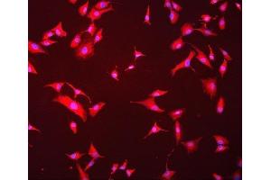 IF analysis of Hsc70 using anti-Hsc70 antibody (ABIN7601962). (Hsc70 Antikörper  (AA 520-614))
