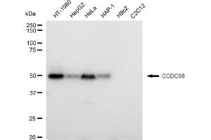 Western blotting analysis using CCDC98 antibody (ABIN7798559). (Rekombinanter CCDC98 Antikörper)
