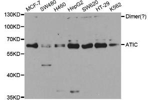Western Blotting (WB) image for anti-5-Aminoimidazole-4-Carboxamide Ribonucleotide Formyltransferase/IMP Cyclohydrolase (ATIC) antibody (ABIN1876739) (ATIC Antikörper)
