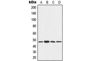 Western blot analysis of AAMP expression in MCF7 (A), A375 (B), NIH3T3 (C), H9C2 (D) whole cell lysates.