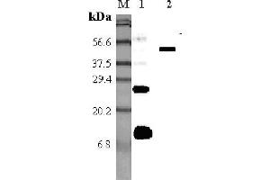 Western blot analysis using anti-RELM-α (mouse), pAb  at 1:5'000 dilution. (RELM alpha Antikörper)