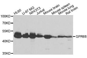 Western blot analysis of extracts of various cell lines, using GPR68 antibody. (GPR68 Antikörper  (AA 276-365))