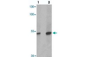 Western blot analysis of TFCP2L1 in human colon tissue with TFCP2L1 polyclonal antibody  at (1) 1 and (2) 2 ug/mL. (TFCP2L1 Antikörper  (N-Term))