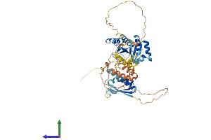 AlphaFold protein structure predicition of Mouse Recombinant Nova1 Protein, UniprotID Q9JKN6