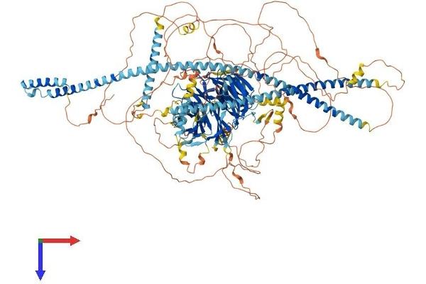 SPAG9 Protein (AA 1-1321) (His tag)