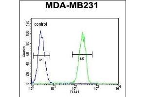 CASP5 Antibody (Center) (ABIN654898 and ABIN2844547) flow cytometric analysis of MDA-M cells (right histogram) compared to a negative control cell (left histogram). (CASP5 Antikörper  (AA 162-191))