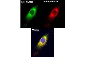 Immunofluorescence (IF) image for anti-mGrape Fluorescent Protein antibody (ABIN7273104) (mGrape Fluorescent Protein Antikörper)