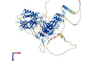 NFKB1 Protein (AA 1-968) (His tag)