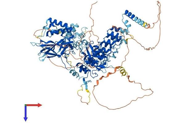 NFKB1 Protein (AA 1-968) (His tag)