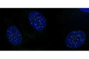 CENP-A phospho Ser18 antibody (pAb) tested by immunofluorescence. (CENPA Antikörper  (pSer16, pSer18))