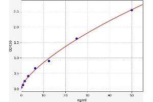 WNT5B ELISA Kit