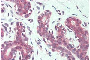 Anti-ITGA6 / CD49f antibody  ABIN960786 IHC staining of human breast. (ITGA6 Antikörper  (N-Term))