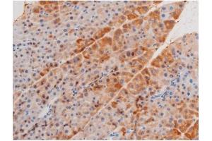 ABIN6267555 at 1/200 staining Mouse pancreas tissue sections by IHC-P. (LIMK2 Antikörper  (pSer283))