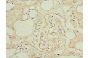 Immunohistochemistry of paraffin-embedded human kidney tissue using ABIN7153563 at dilution of 1:100 (NAPG Antikörper  (AA 1-312))
