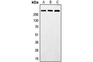 Western blot analysis of MXRA5 expression in HeLa (A), SP2/0 (B), PC12 (C) whole cell lysates. (Adlican Antikörper  (N-Term))