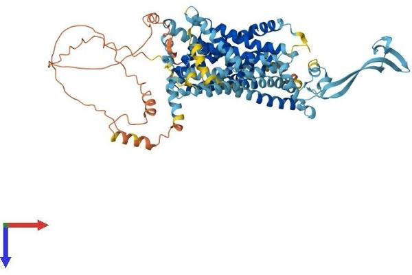 SLC34A2 Protein (AA 1-690) (His tag)