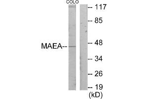 Western blot analysis of extracts from COLO205 cells, using MAEA antibody. (MAEA Antikörper  (Internal Region))