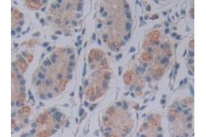 Immunohistochemistry (IHC) image for anti-FK506 Binding Protein 7 (FKBP7) (AA 24-217) antibody (ABIN7443236)