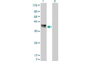 Western Blot analysis of ISL1 expression in transfected 293T cell line by ISL1 monoclonal antibody (M01), clone 1A3. (ISL1 Antikörper  (AA 63-159))