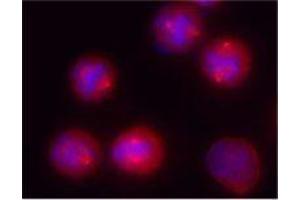 Immunofluorescence (IF) image for anti-Tubulin, gamma (TUBG) antibody (ABIN2666216) (gamma Tubulin Antikörper)