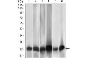 Western blot analysis using MRPL42 mouse mAb against HL7702 (1), HepG2 (2), SMMC-7721 (3), HEK293 (4), HeLa (5), and Raji (6) cell lysate. (MRPL42 Antikörper  (AA 142-203))