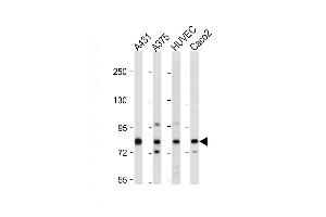 All lanes : Anti-OTL2 Antibody (Center) at 1:2000 dilution Lane 1: A431 whole cell lysate Lane 2:  whole cell lysate Lane 3: HUVEC whole cell lysate Lane 4: Caco2 whole cell lysate Lysates/proteins at 20 μg per lane. (AMOTL2 Antikörper  (AA 126-152))