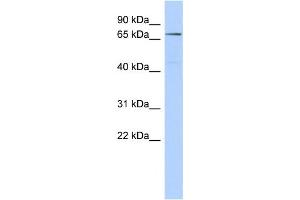 Western Blotting (WB) image for anti-ClpB Caseinolytic Peptidase B Homolog (CLPB) antibody (ABIN2459715) (CLPB Antikörper)