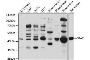 Western blot analysis of extracts of various cell lines, using STAC antibody (ABIN7270274) at 1:1000 dilution. (STAC Antikörper  (AA 153-402))
