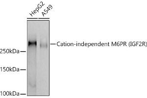 Western blot analysis of extracts of various cell lines, using Cation-independent M6PR (IGF2R) antibody (ABIN7267905) at 1:1000 dilution. (IGF2R Antikörper)