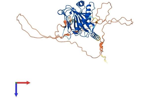 PHD1 Protein (AA 1-407) (His tag)