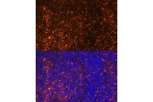 Immunofluorescence analysis of rat spleen using CCL19 Polyclonal Antibody (ABIN7266300) at dilution of 1:100 (40x lens). (CCL19 Antikörper  (AA 22-95))