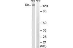 Western blot analysis of extracts from A549 cells, treated with EGF 200ng/ml 30', using Retinoblastoma (Ab-252) Antibody. (Retinoblastoma Protein (Rb) Antikörper  (AA 221-270))