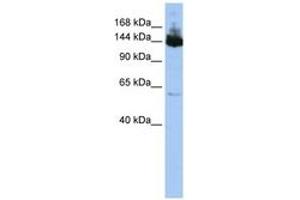 Image no. 1 for anti-Symplekin (SYMPK) (C-Term) antibody (ABIN6743130) (Symplekin Antikörper  (C-Term))