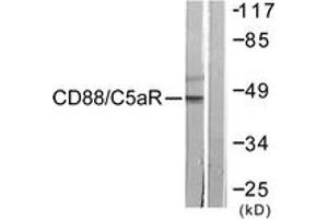 Western Blotting (WB) image for anti-Complement Component 5a Receptor 1 (C5AR1) (AA 301-350) antibody (ABIN2888799) (C5AR1 Antikörper  (AA 301-350))