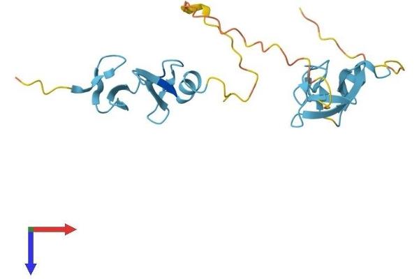 CSRP1 Protein (AA 1-193) (His tag)