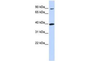 Image no. 1 for anti-Olfactory Receptor, Family 11, Subfamily H, Member 12 (OR11H12) (N-Term) antibody (ABIN6740894) (OR11H12 Antikörper  (N-Term))