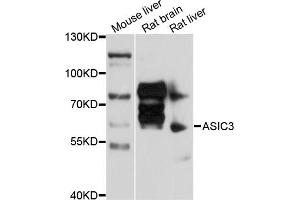 Western blot analysis of extracts of various cell lines, using ASIC3 antibody (ABIN5997266) at 1/1000 dilution. (ASIC3 Antikörper)