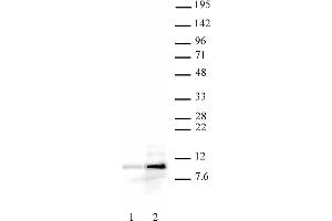 Histone H4ac (pan-acetyl) antibody (pAb) tested by Western blot. (Histone H4ac Antikörper  (N-Term))
