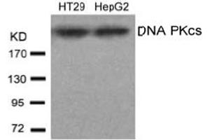 Image no. 1 for anti-Protein Kinase, DNA-Activated, Catalytic Polypeptide (PRKDC) (AA 2607-2611) antibody (ABIN197395) (PRKDC Antikörper  (AA 2607-2611))