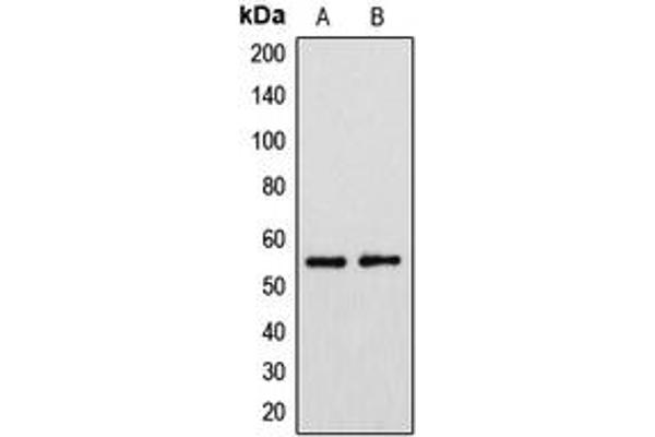 CYP39A1 Antikörper  (C-Term)