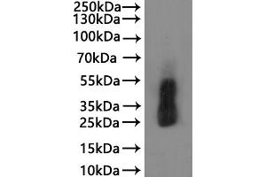 Tetraspanin 8 (TSPAN8) (AA 1-237), (full length) protein (His tag)