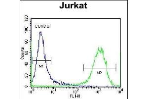 ZSCAN2 Antibody (N-term) (ABIN657010 and ABIN2846190) flow cytometric analysis of Jurkat cells (right histogram) compared to a negative control cell (left histogram).