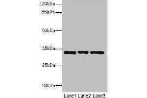 Western blot All lanes: PECR antibody at 3. (PECR Antikörper  (AA 24-303))