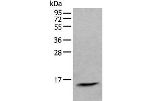 Western blot analysis of Human lymph gland tissue lysate using CCL21 Polyclonal Antibody at dilution of 1:600 (CCL21 Antikörper)