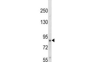 Western blot analysis of TrkA antibody and HepG2 lysate. (TRKA Antikörper  (AA 769-796))