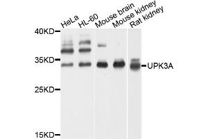 Western blot analysis of extracts of various cell lines, using UPK3A antibody (ABIN4905560) at 1:1000 dilution. (Uroplakin 3A Antikörper)