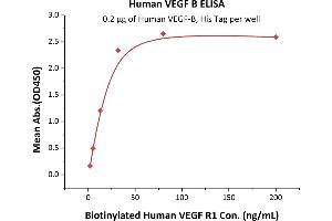 Immobilized Human VEGF-B, His Tag (ABIN2181909,ABIN3071762) at 2 μg/mL (100 μL/well) can bind Biotinylated Human VEGF R1 with a linear range of 2-32 ng/mL (QC tested). (VEGFB Protein (AA 22-207) (His tag))