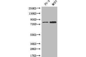 Western blot All lanes: LRRN3 antibody at 0. (LRRN3 Antikörper  (AA 201-500))