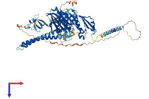 KIF2A Protein (AA 1-705) (His tag)