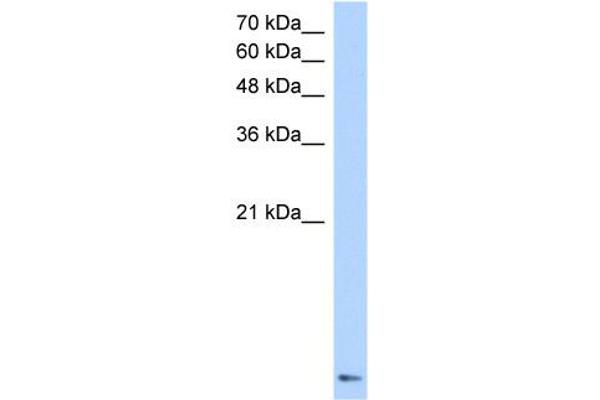 ZNF706 Antikörper  (N-Term)